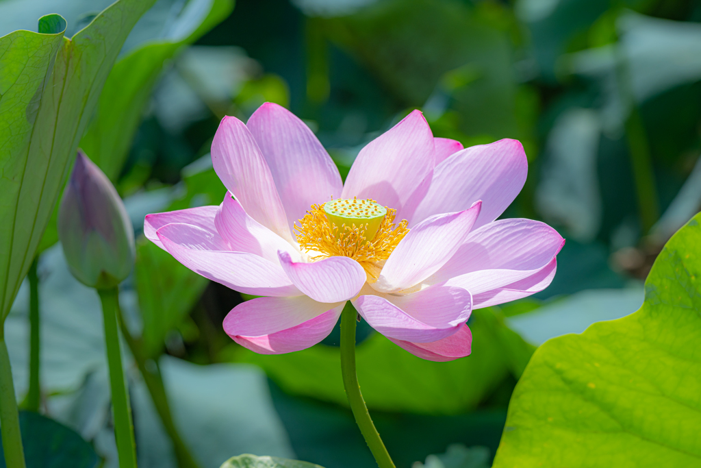 水元公園　蓮の花　2022　①＾＾￥