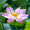 水元公園　蓮の花　2022　①＾＾￥