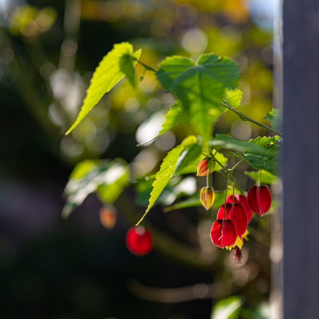 久々＾＾￥　日本の花！　二