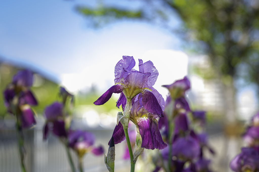 太陽光を背にした　紫の花＾＾￥