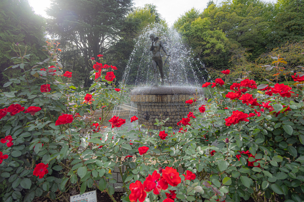 秋薔薇の公園＾＾￥