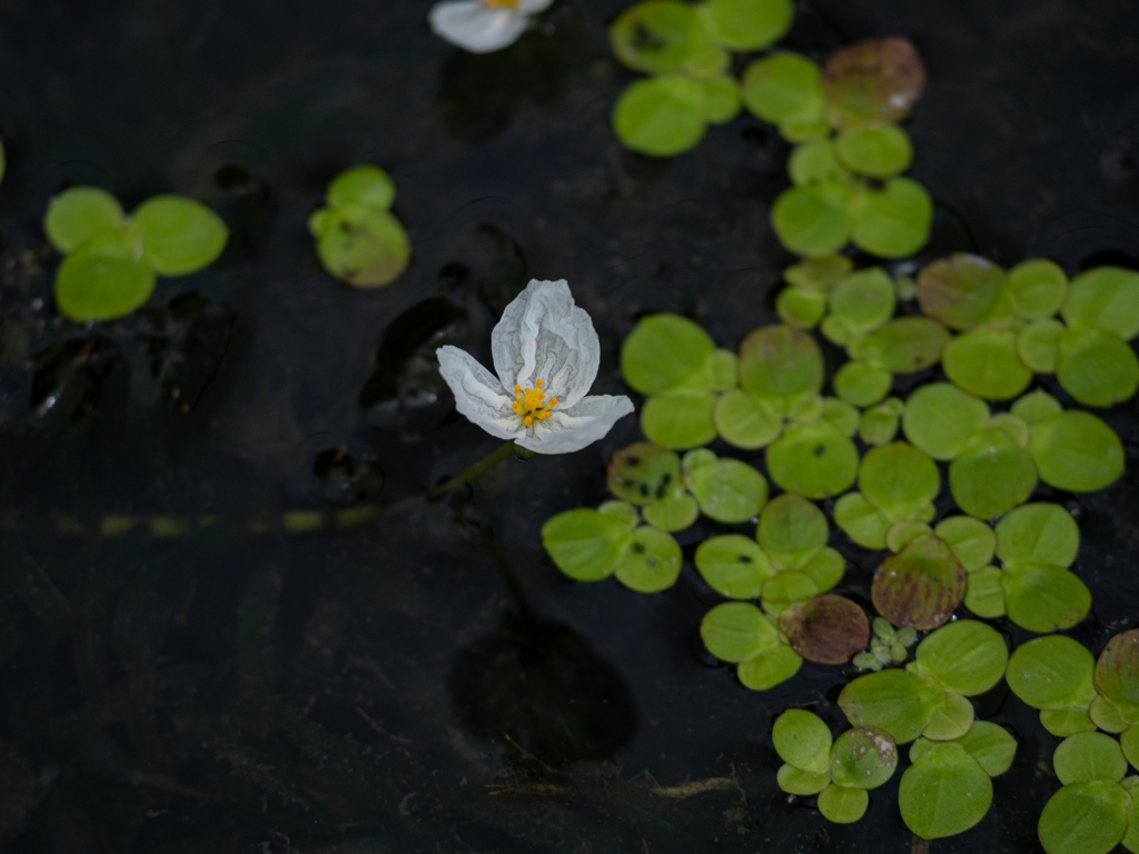 小川に咲いた極小の花