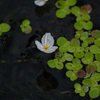 小川に咲いた極小の花