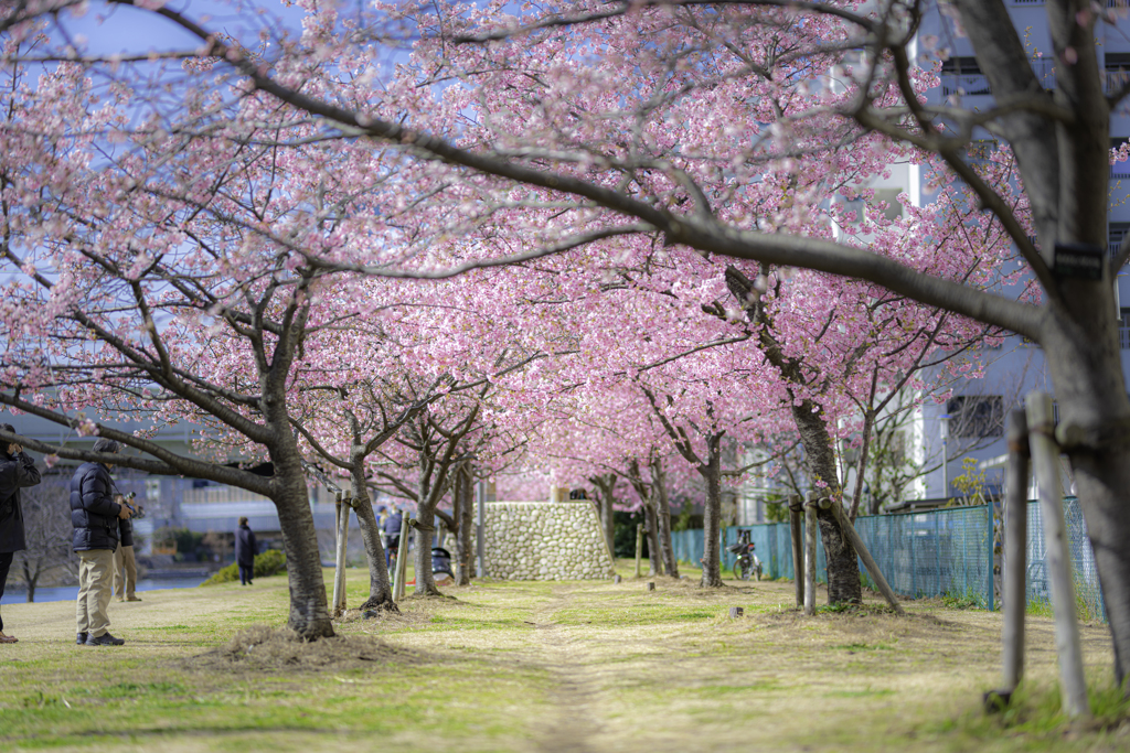 河津桜の天井＾＾￥