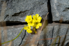 岩陰と黄色の花＾＾￥