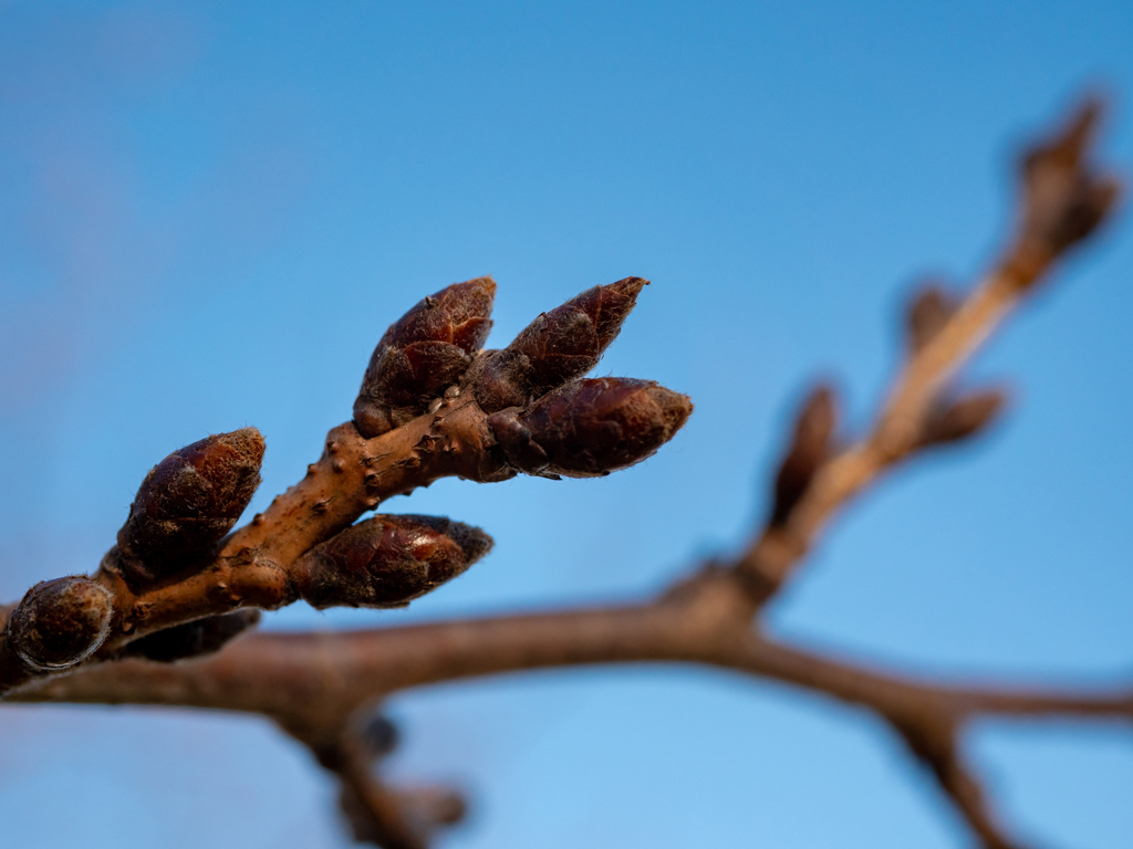 はーるよ来い♪　はーやく来い♪