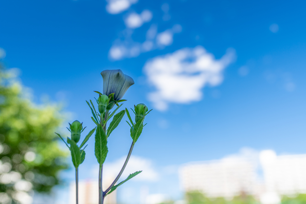 青空と桔梗の蕾 By 京子たん Id 写真共有サイト Photohito