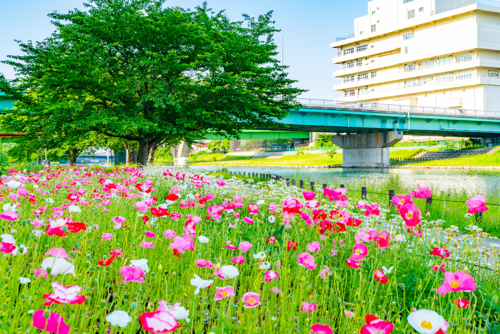 この時期のポピーの最後の盛り