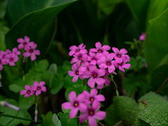 雑草の奥にひっそり　ピンクの花