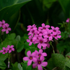 雑草の奥にひっそり　ピンクの花