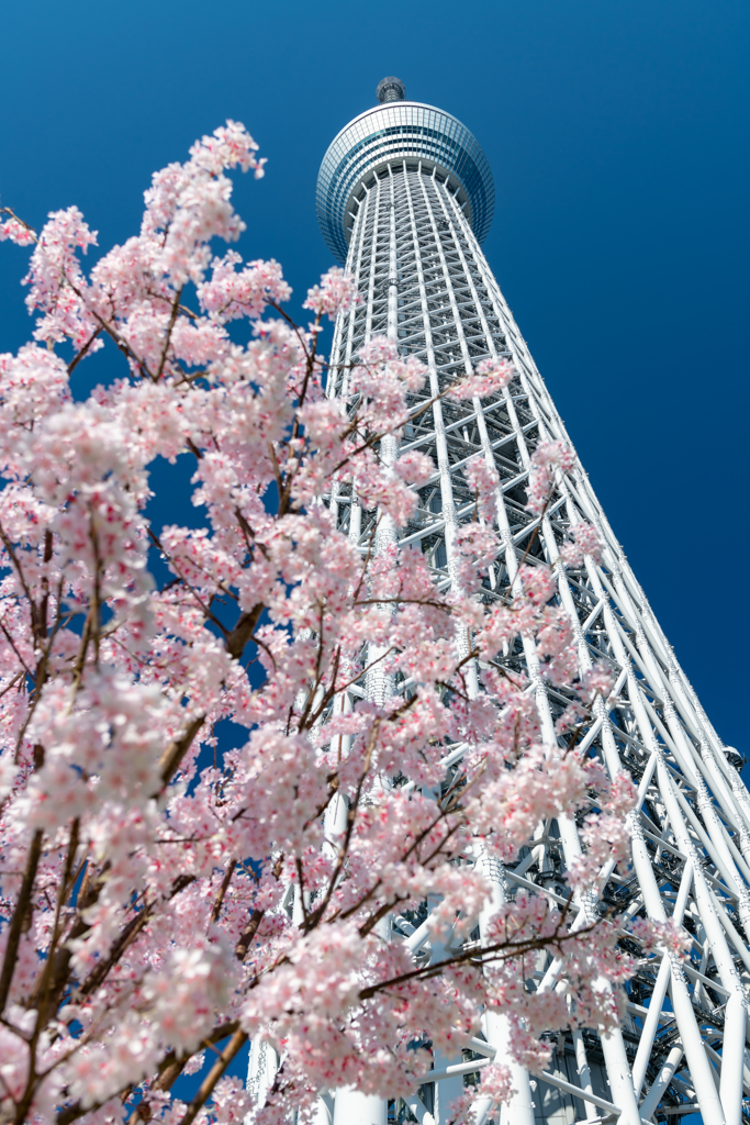 桜と東京スカイツリー２