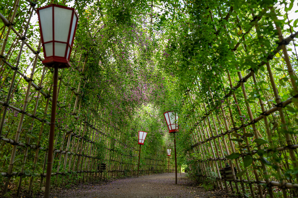 向島百花園　萩のトンネル