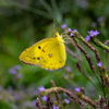黄色い蝶々