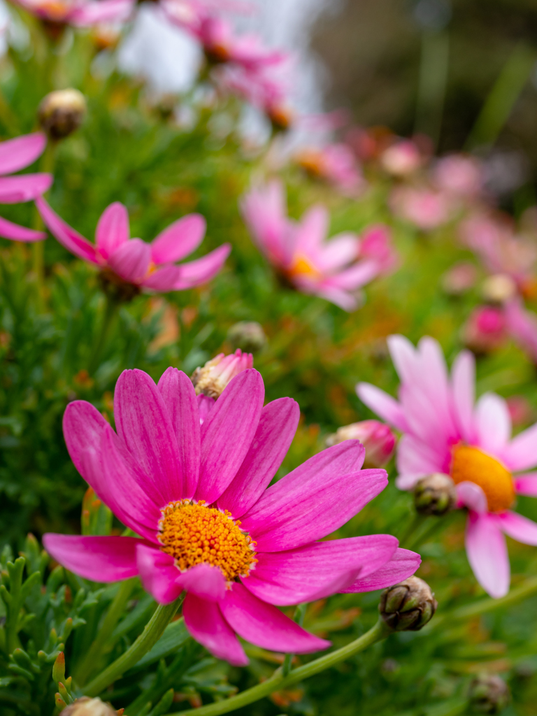 春の花