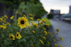 夕暮れの夏の花＾＾￥