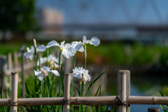 小岩菖蒲園 白菖蒲？