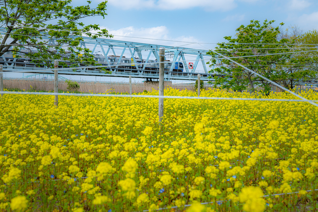 菜の花畑＾＾￥