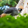 ホノルル動物園の鳥さん