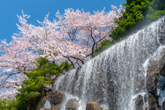 滝と桜！
