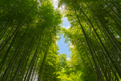 修善寺に温泉旅行①