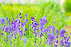 早朝のラベンダー