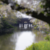 初の季節に撮影した架橋！＾＾￥