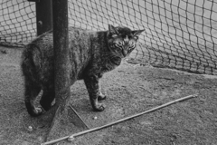 猫侍！