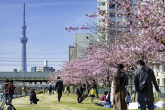 河津桜と人々とスカイツリー＾＾￥