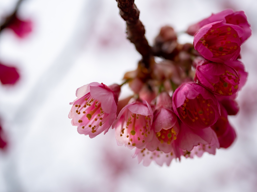 緋寒桜