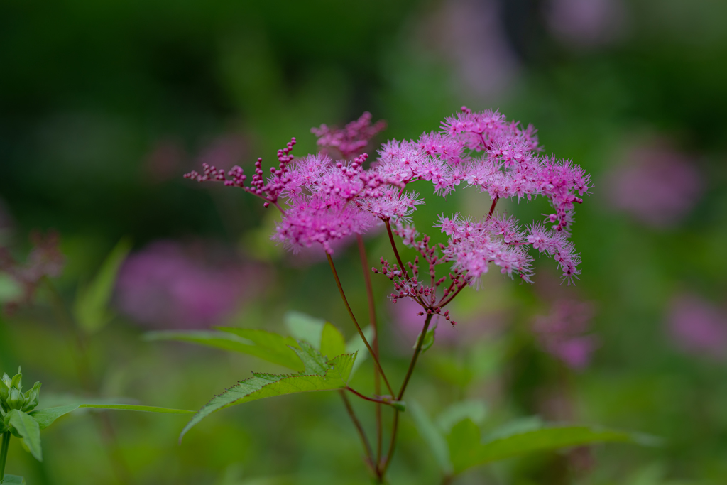 向島百花園に行こう！⑧