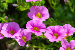 炎天下はマクロ③