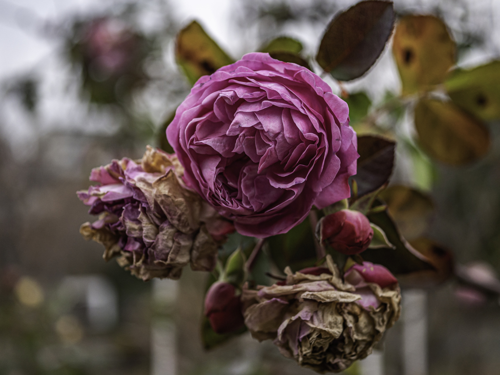 おどろおどろしい　冬薔薇＾＾￥