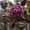 おどろおどろしい　冬薔薇＾＾￥