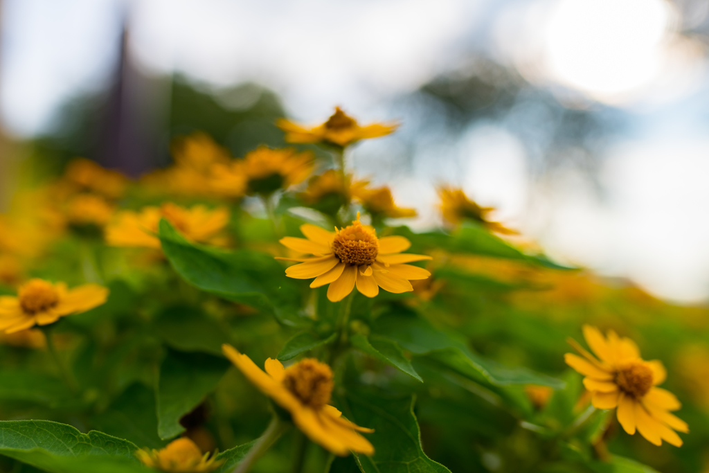 秋の花々も美しいですね！2