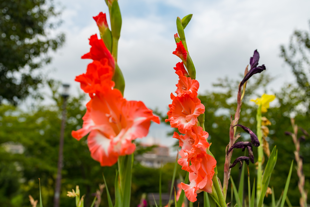 雨の前には単焦点でお花の写真③