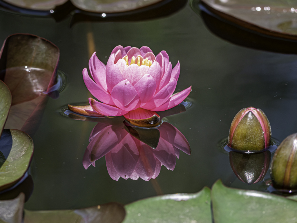 睡蓮の花＾＾￥②