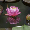 睡蓮の花＾＾￥②