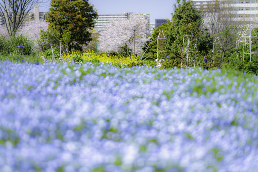 遠くに菜の花＾＾￥