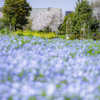 遠くに菜の花＾＾￥