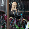 アクロバット子犬！
