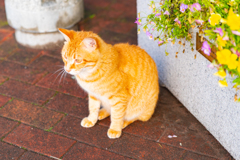 野良猫と花