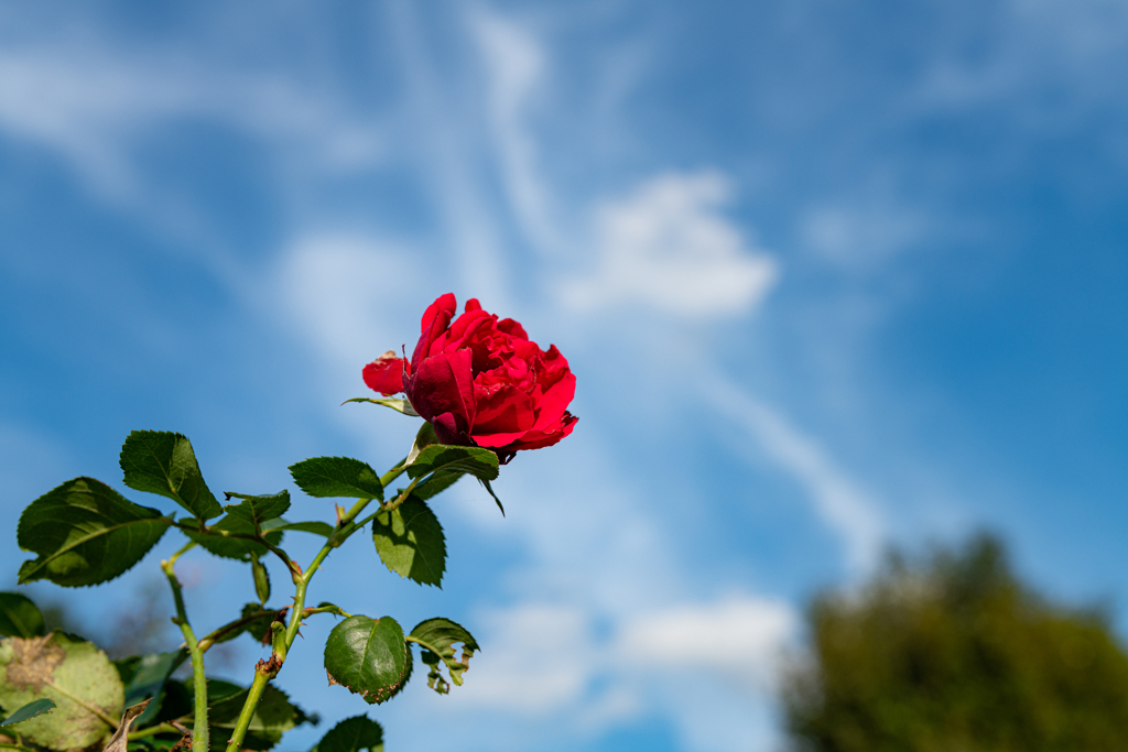 青空に薔薇！