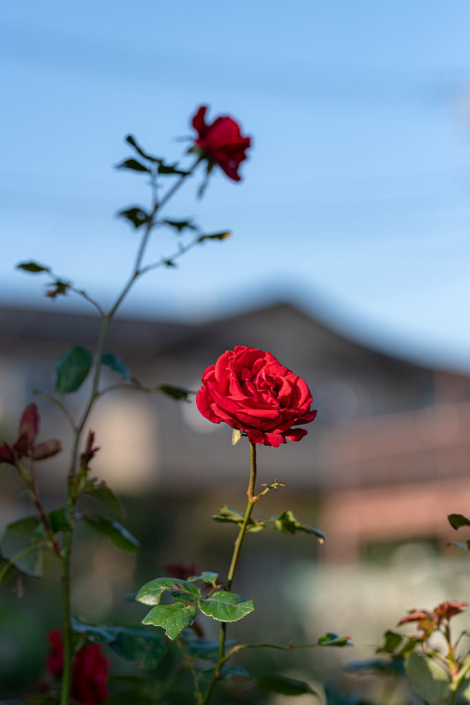深紅の薔薇