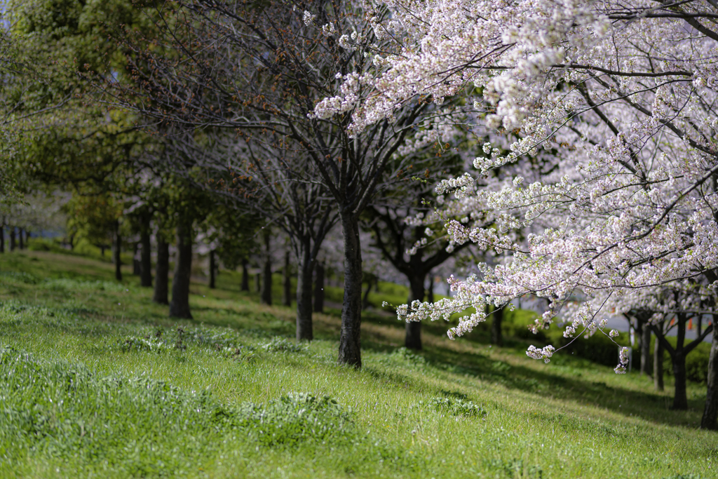 桜2020⑧ 林の影と桜＾＾￥