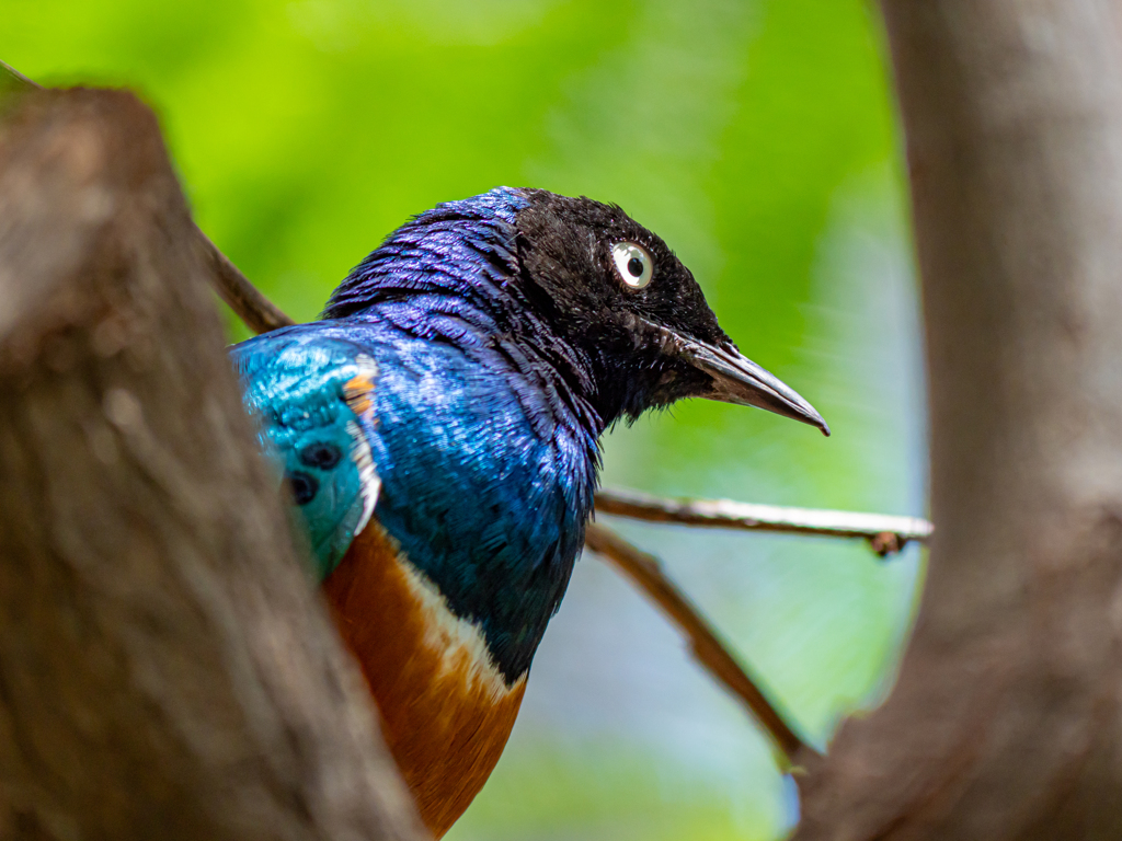 常夏の動物園のなぞの鳥