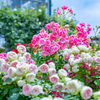 京成バラ園 2022 ⑬＾＾￥