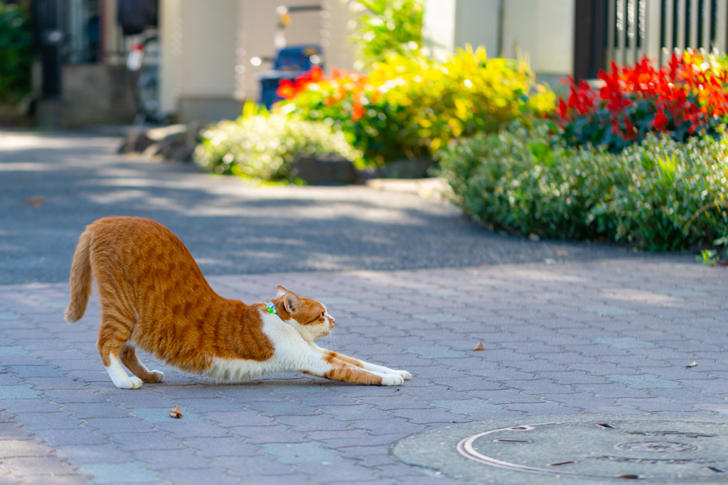 真夏中に秋空　猫