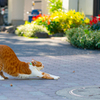 真夏中に秋空　猫