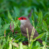 常夏の島は野鳥がいっぱい！