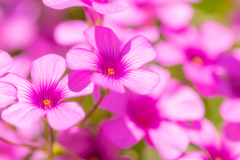 初マクロ撮影の花８